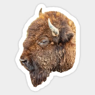 American buffalo Sticker